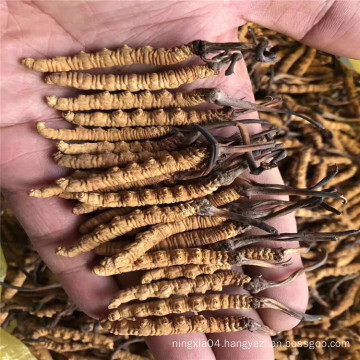 Private Label Natural Cordyceps Sinensis